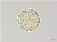 青葙藏品圖，第4張