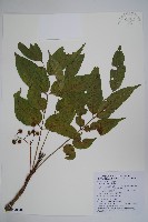 木蠟樹、山漆藏品圖，第1張