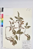 南燭藏品圖，第1張