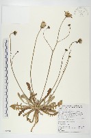 貓兒菊藏品圖，第1張