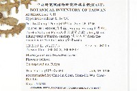 貓兒菊藏品圖，第2張