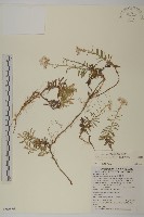 玉山抱莖籟簫藏品圖，第1張