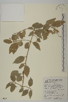 刺果衛矛藏品圖，第1張