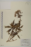 臺灣馬蘭藏品圖，第1張