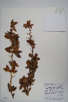 臺灣小蘗藏品圖，第1張