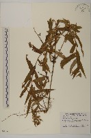 臺灣馬蘭藏品圖，第1張