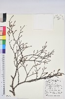 臺灣水青岡藏品圖，第1張