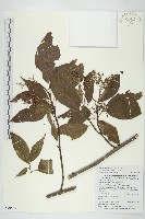 梜木藏品圖，第1張