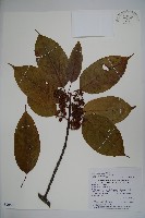 朱紅水木藏品圖，第1張