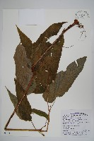 鹿谷秋海棠藏品圖，第1張