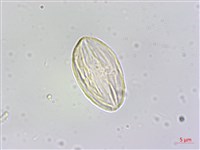 鹿谷秋海棠藏品圖，第2張