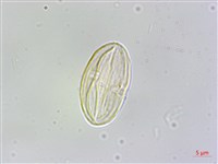 鹿谷秋海棠藏品圖，第3張