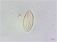 鹿谷秋海棠藏品圖，第4張