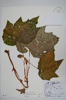 裂葉秋海棠藏品圖，第1張