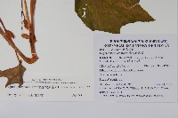 裂葉秋海棠藏品圖，第2張