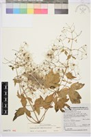 串鼻龍藏品圖，第1張