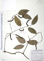 風藤藏品圖，第1張