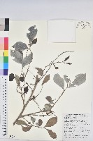 細葉饅頭果藏品圖，第1張