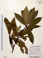 五掌楠藏品圖，第1張