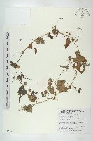 黑果馬交兒藏品圖，第1張