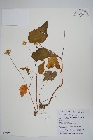 岩生秋海棠藏品圖，第1張