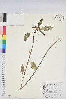 白苞猩猩草藏品圖，第1張