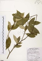 石苓舅藏品圖，第1張