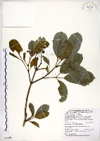 三葉山香圓藏品圖，第1張