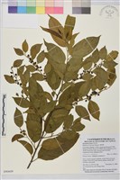 桶鉤藤藏品圖，第1張