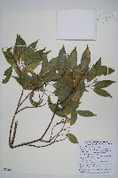 樟葉槭, 飛蛾子樹藏品圖，第1張