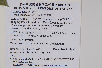 樟葉槭, 飛蛾子樹藏品圖，第2張