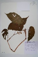 登錄號:S090614藏品圖，第1張