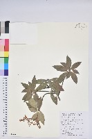 臺灣馬醉木藏品圖，第1張