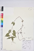 山靛藏品圖，第1張