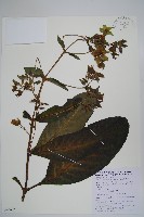 假酸漿藏品圖，第1張