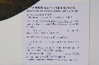 假酸漿藏品圖，第2張