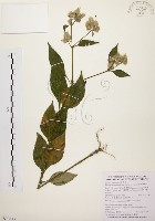 臺灣鱗球花藏品圖，第1張