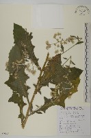 裂葉艾納香藏品圖，第1張