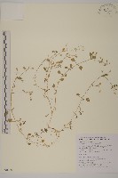 繁縷藏品圖，第1張