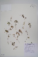 山桔梗藏品圖，第1張