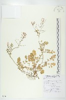 登錄號:S090644藏品圖，第1張