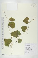 黑果馬交兒藏品圖，第1張