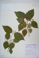 紅子莢迷藏品圖，第1張