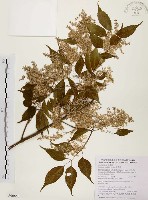 臺灣梣藏品圖，第1張