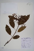 厚殼樹藏品圖，第1張