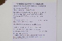 厚殼樹藏品圖，第2張