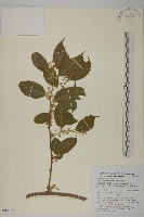 光果南蛇藤藏品圖，第1張