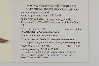 光果南蛇藤藏品圖，第2張