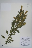 阿里山千金榆藏品圖，第1張