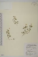 阿里山卷耳藏品圖，第1張